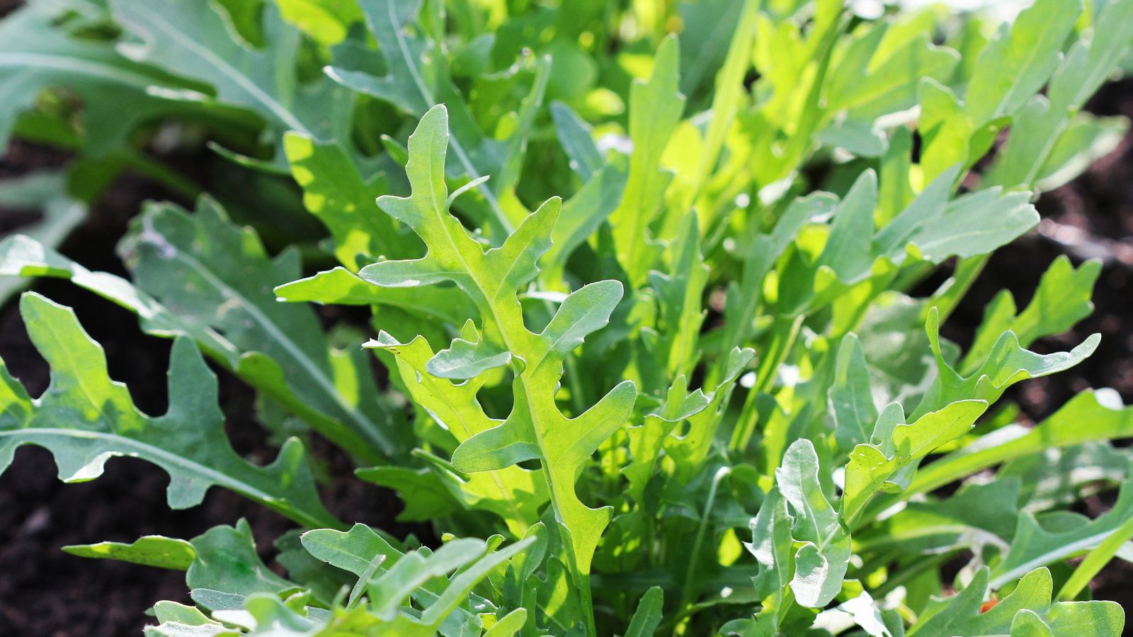 A shot of several growing leafy herbs basking in bright sunlight outdoors