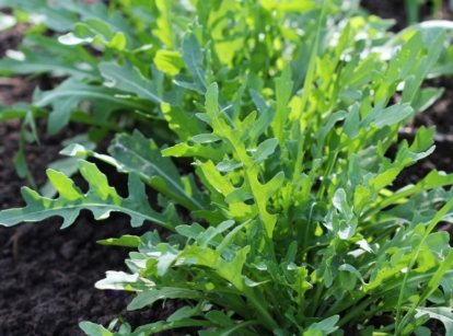 A shot of several rows of developing leafy greens called arugula