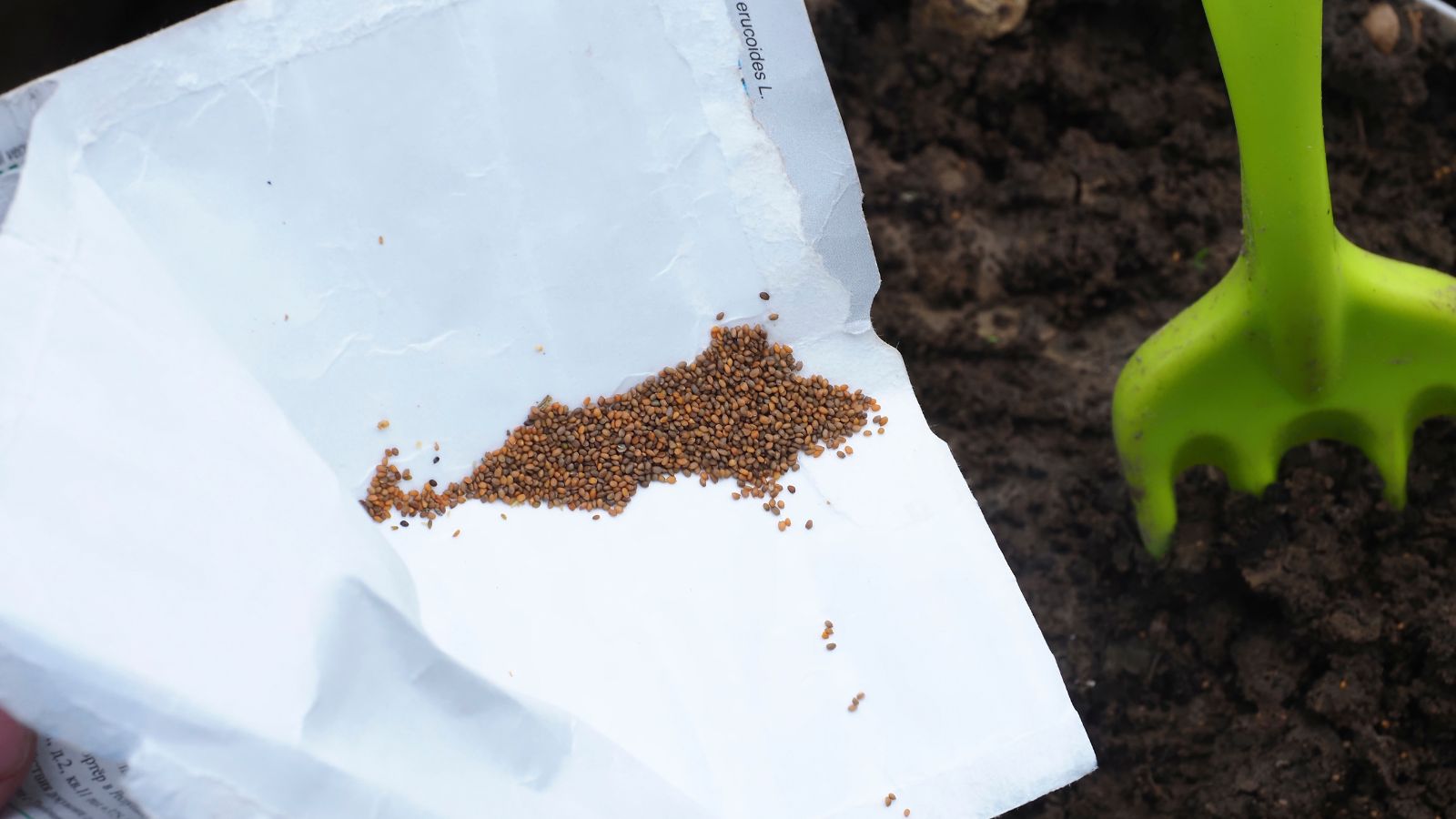 An overhead and close-up shot of seeds of a plant placed in a seed packet in the process of being sown