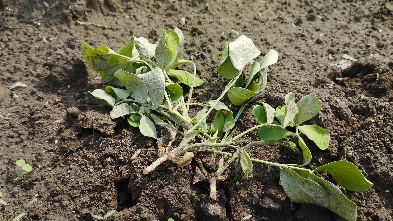 Uprooted dying plant due to lack of calcium laying on soil. 