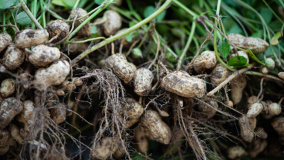 Harvested peanuts