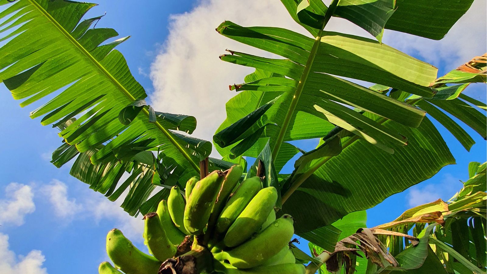 A base-angle shot of a developing fruit bearing tree with several unripe fruits