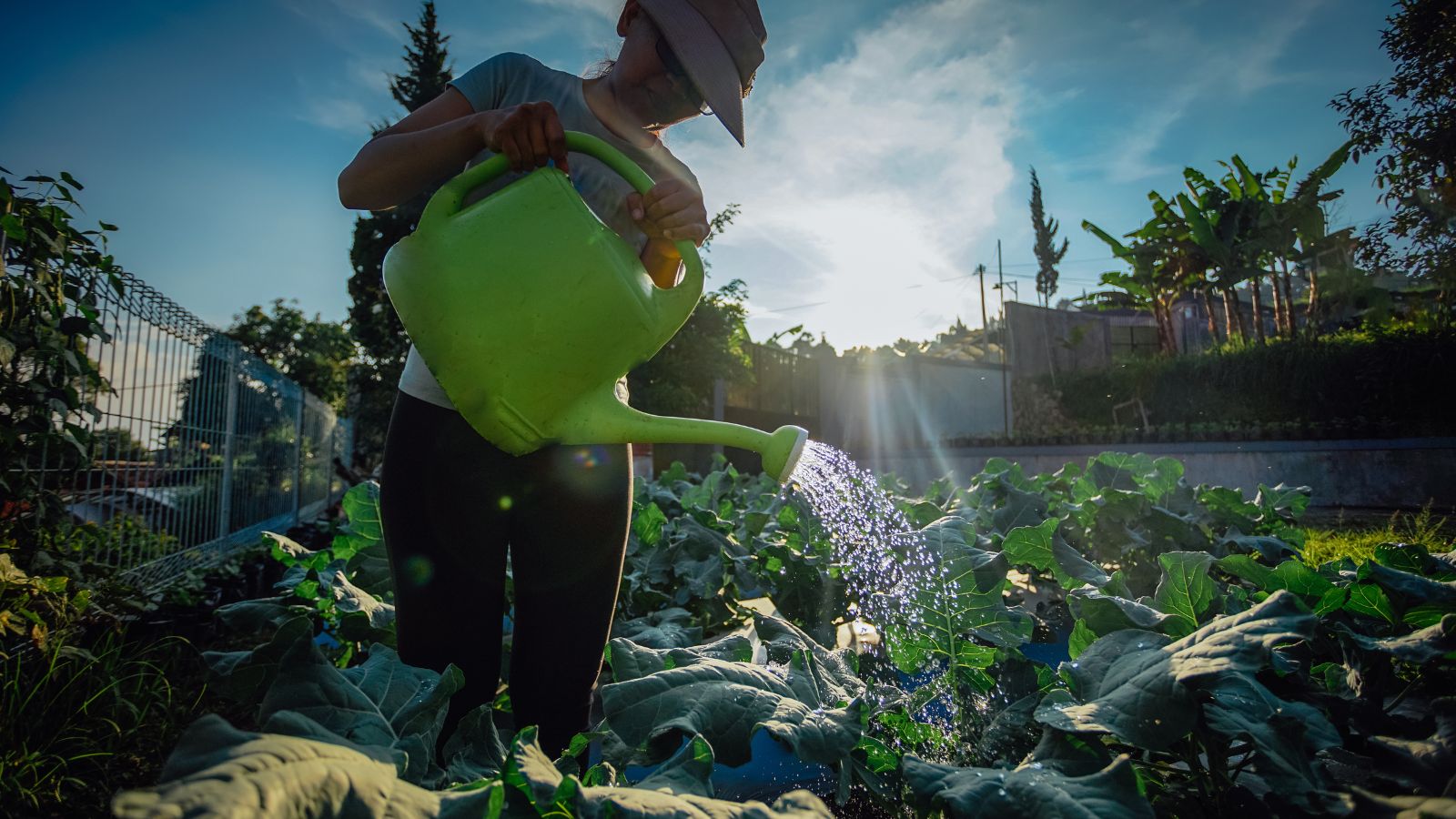 A close-up and base-angle shot of a person in the process of watering crops using a green colored watering can, all situated in a large yard area outdoors