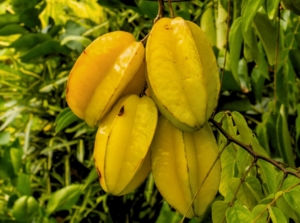 A close-up shot of develping yellow colored fruits and leaves of a Star fruit tree