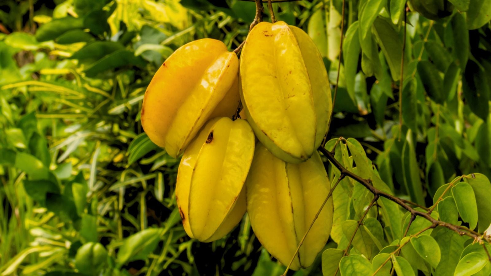 A close-up shot of develping yellow colored fruits and leaves of a Star fruit tree