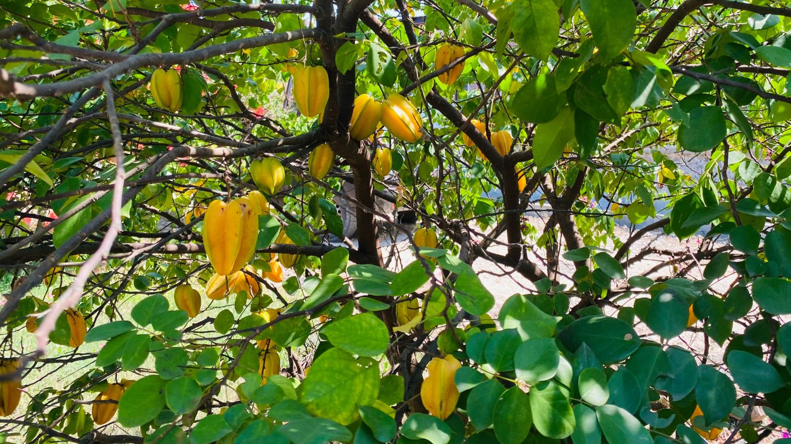 A close-up shot of fruits and leaves of a large plant in a well lit area