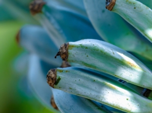 A close-up shot of the blue java banana fruits from a fruit bearing tree