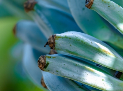 A close-up shot of the blue java banana fruits from a fruit bearing tree