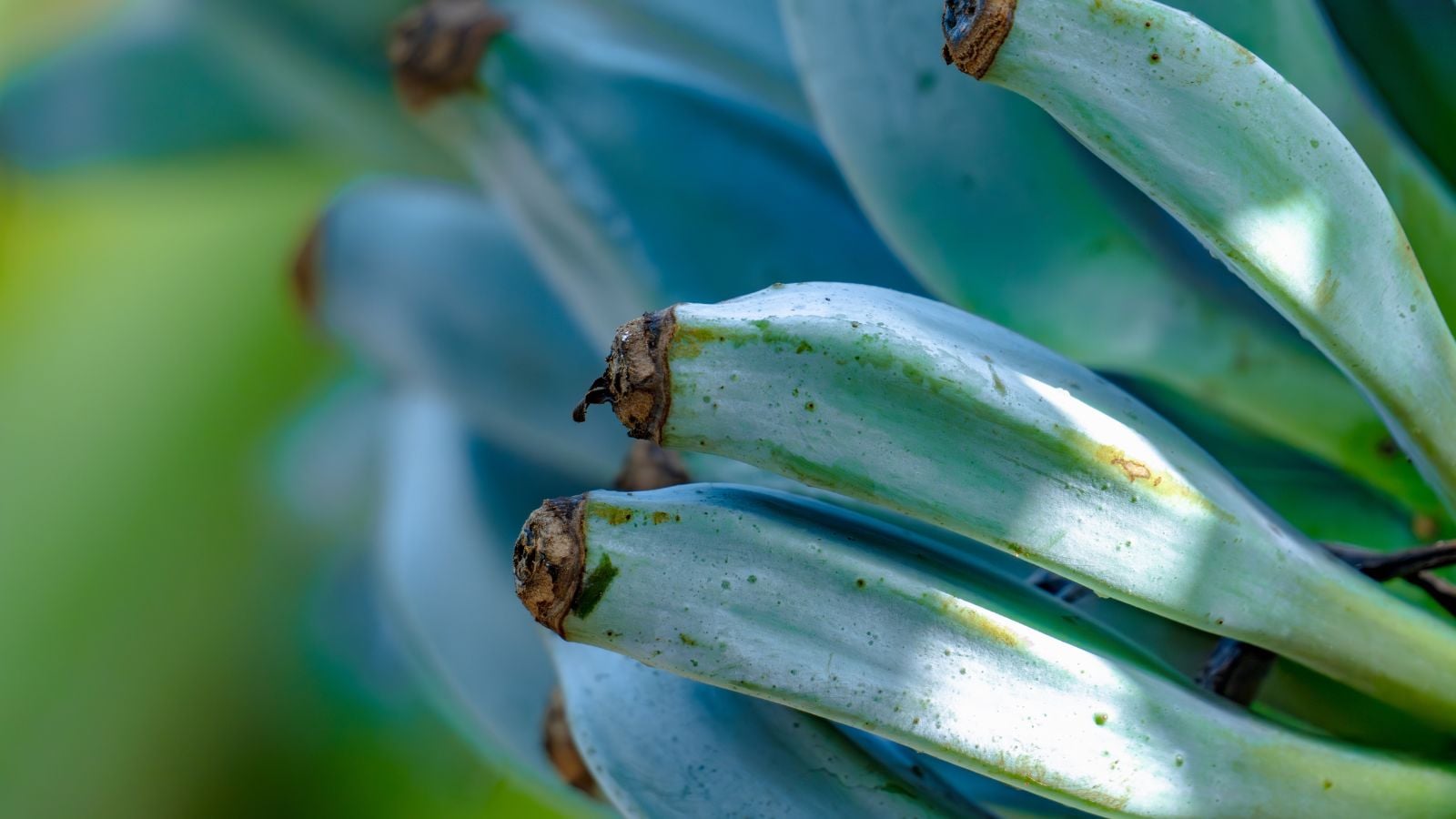 A close-up shot of the blue java banana fruits from a fruit bearing tree