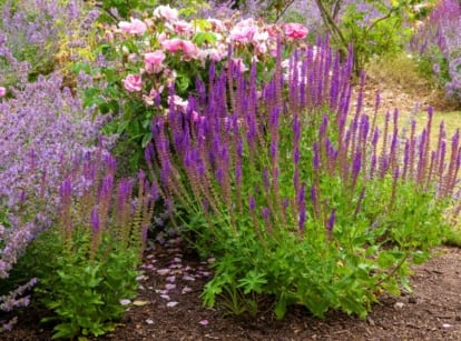 A shot of a composition of wild and woodland blooming salvia flowers in a yard area, showcasing types of sage