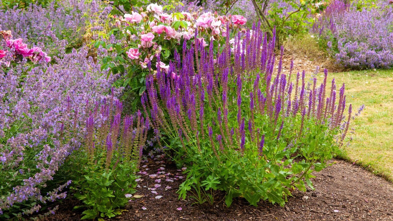 A shot of a composition of wild and woodland blooming salvia flowers in a yard area, showcasing types of sage