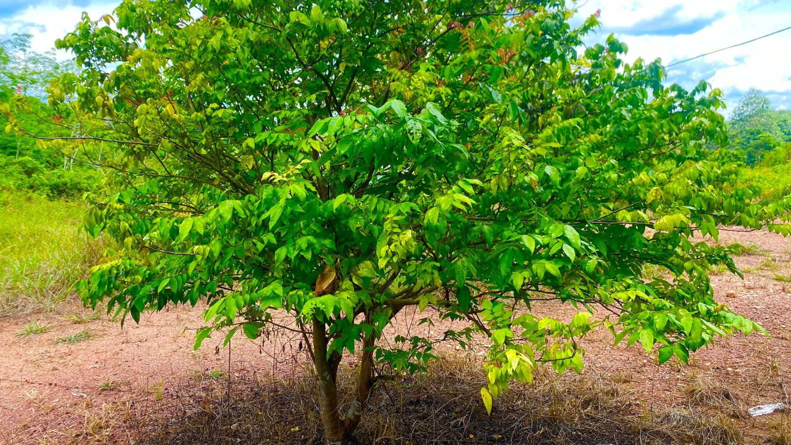 A shot of a developing large plant placed on rich soil in a well lit area
