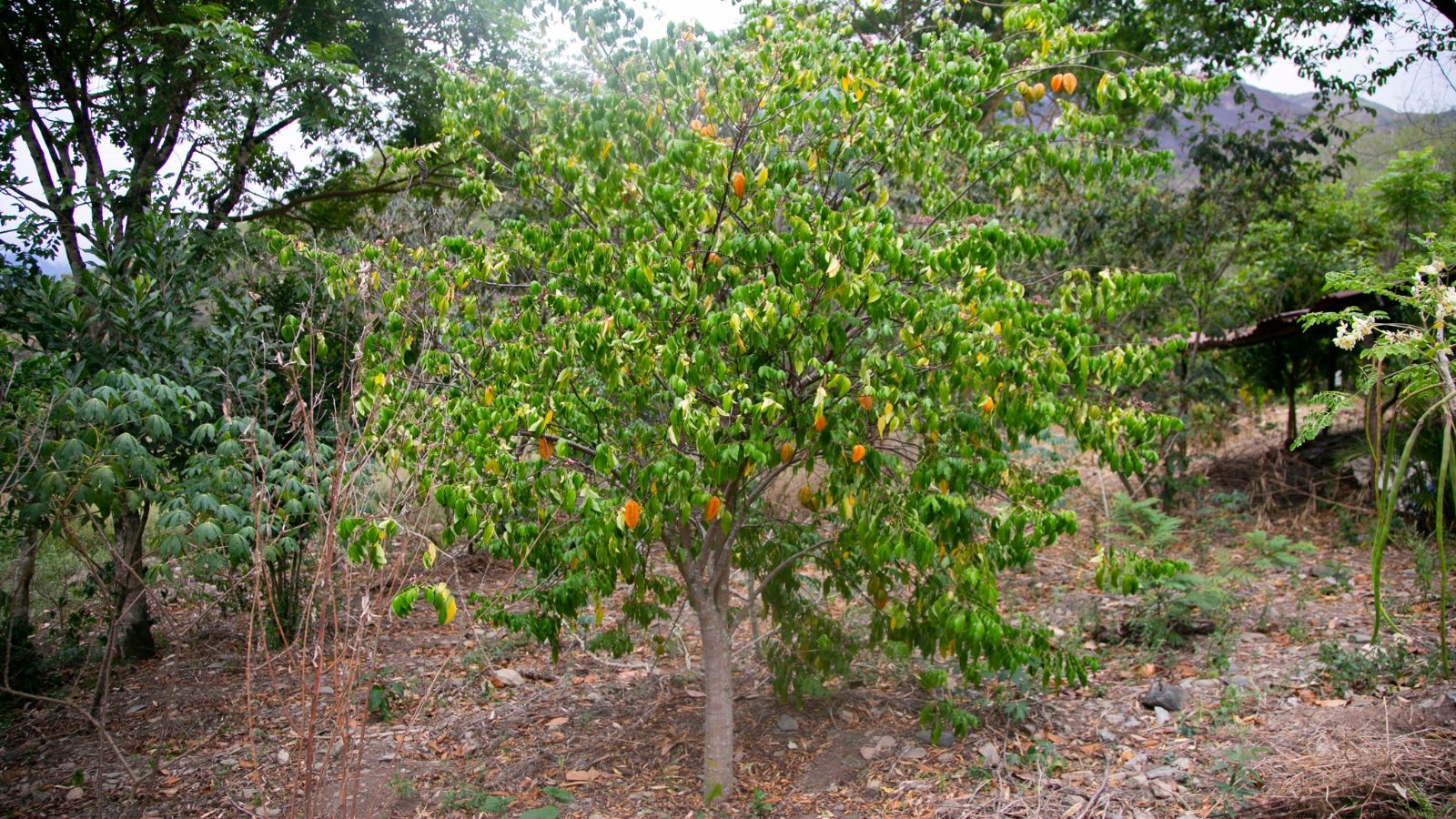 A shot of a large fruit bearing large plant in a well lit area outdoors