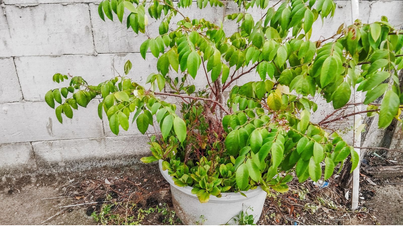A shot of a small developing plant that is placed in a white container in a well lit area outdoors