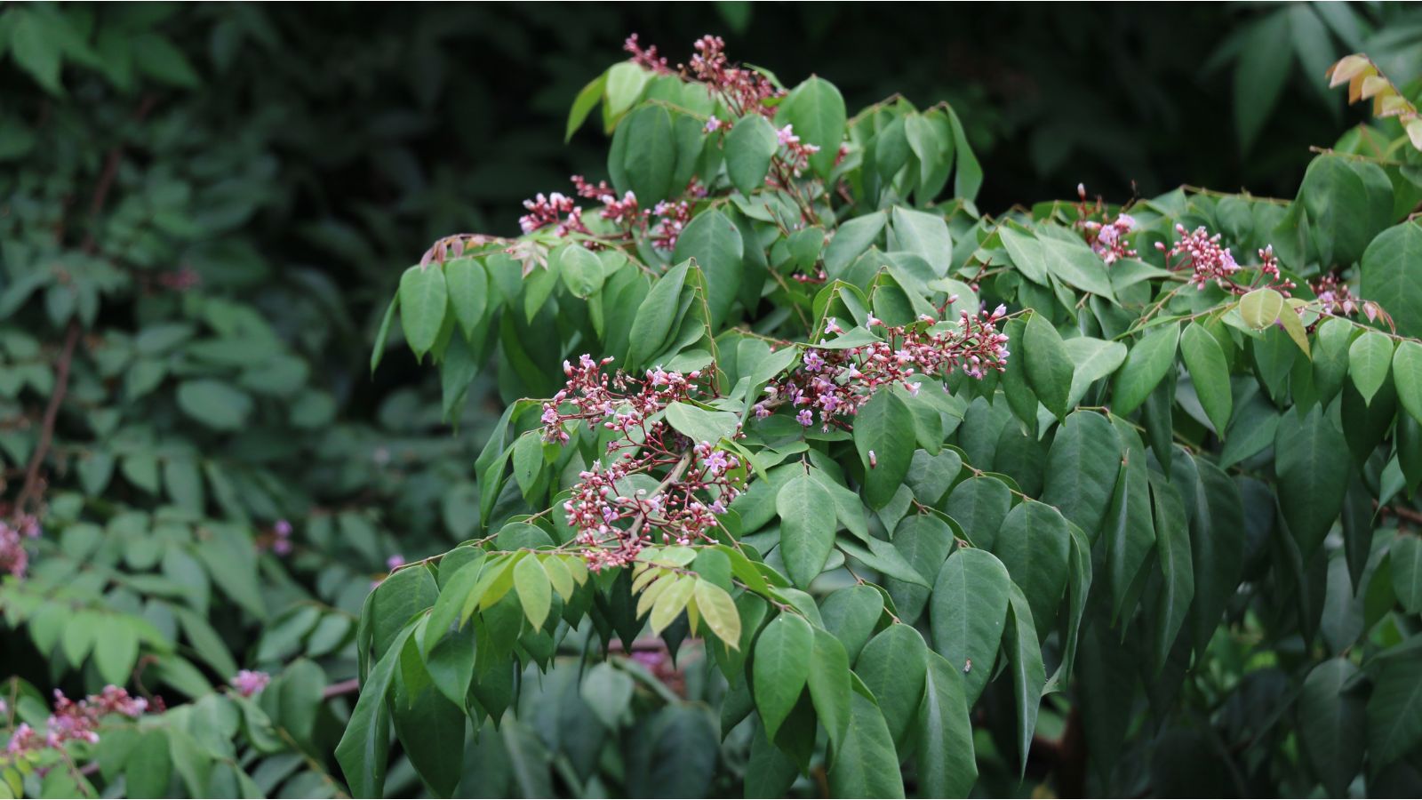A shot of developing leaves and blooming flowers of a large plant in a well lit area