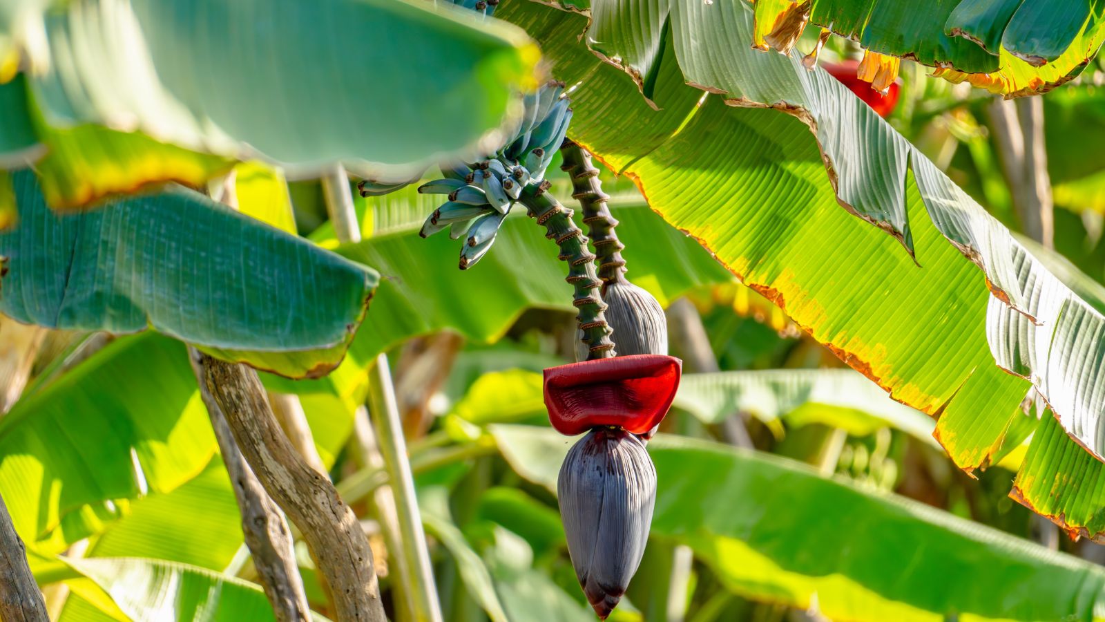 A shot of several fruits, leaves, the true stem and a red flower of a tree basking in bright sunlight outdoors
