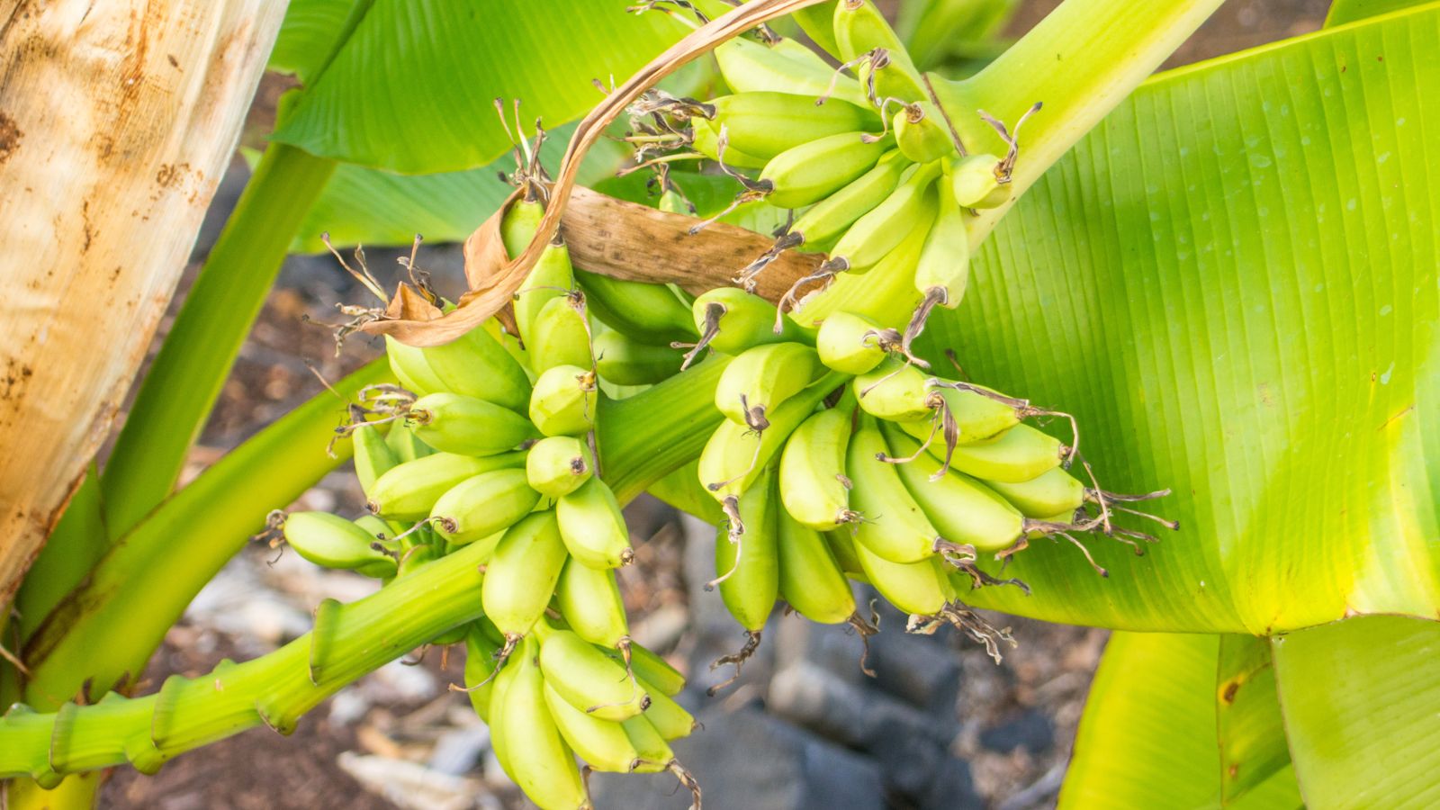 A shot of several green colored unripe fruits hanging on a stem and basking in bright sunlight outdoors