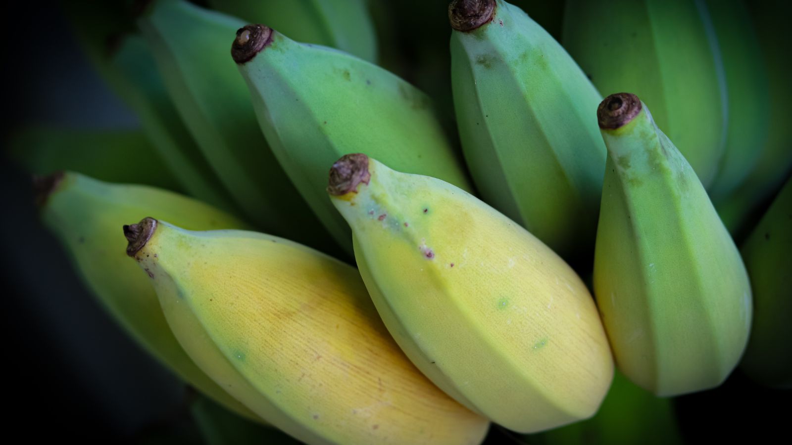 An isolated shot of freshly harvested fruits