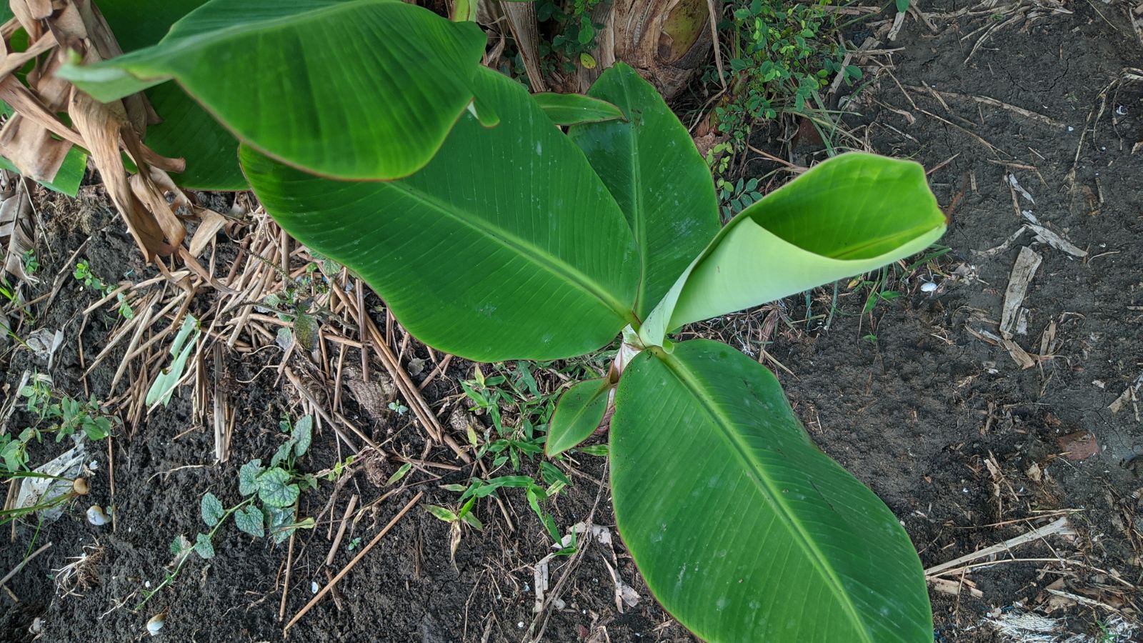 An overhead shot of a developing sapling of a fruit tree