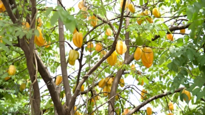 A base shot of yellow fruits branches and leaves of the Averrhoa carambola