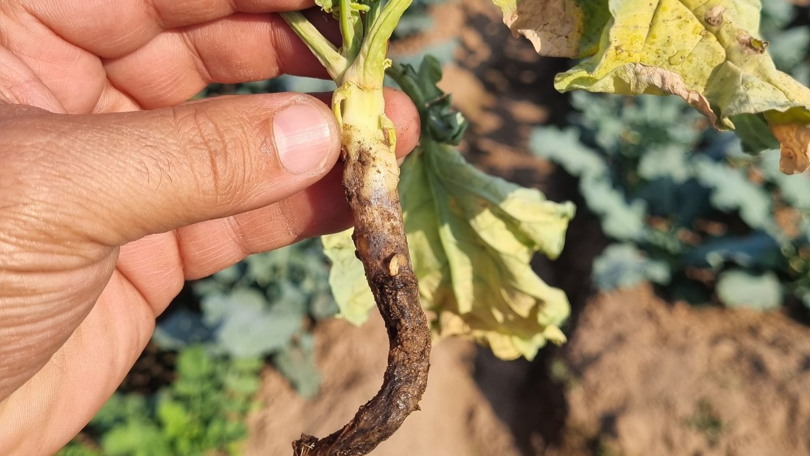 A close-up shot of a person in the process of holding a diseased crop, showcasing severe signs of the Blackleg disease