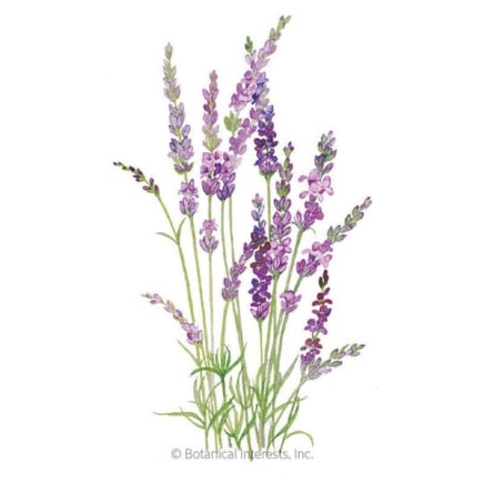 English Tall_Vera Lavender Seeds