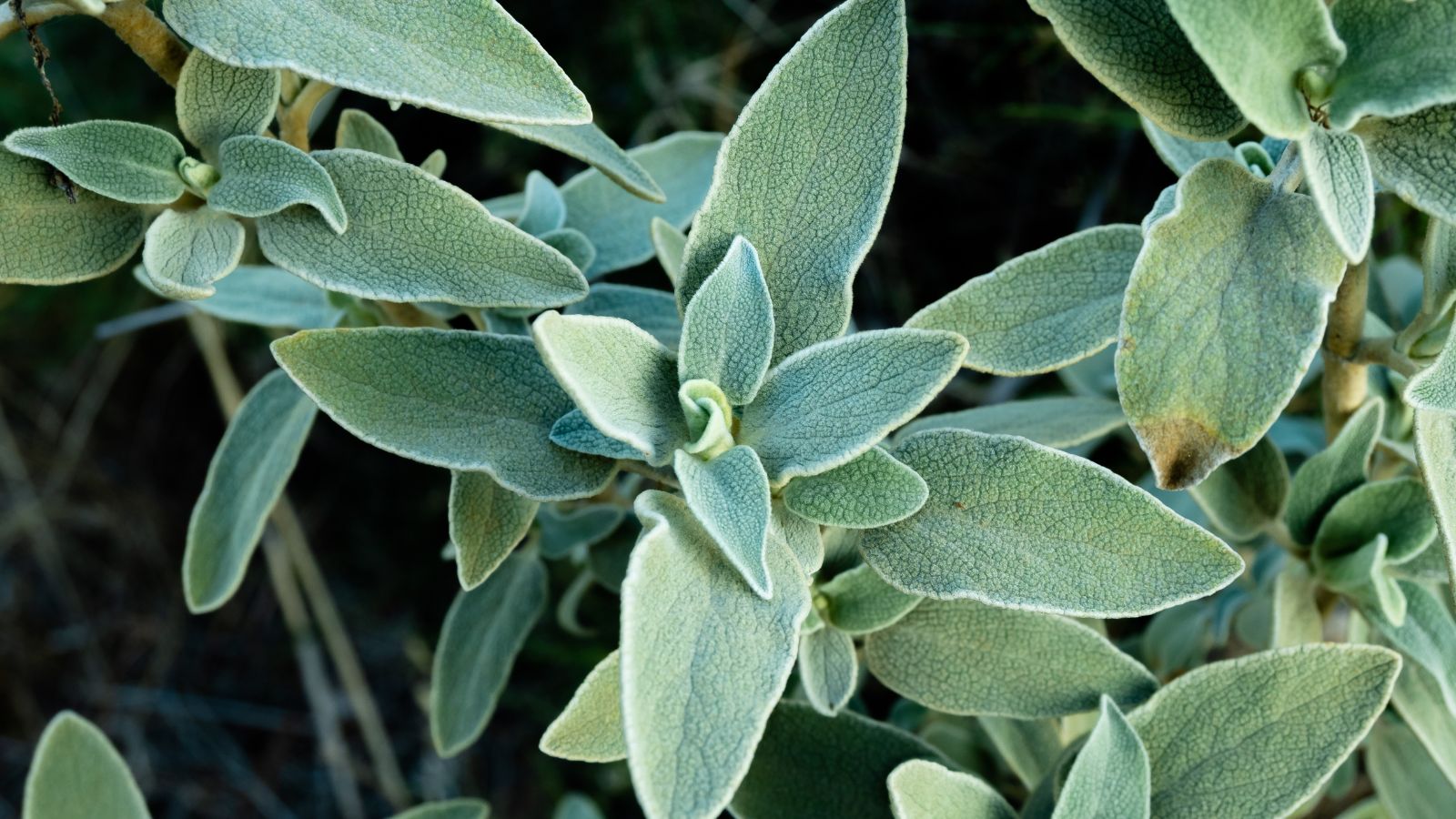 A close-up and overhead shot of the leaves of the Salvia fruticosa