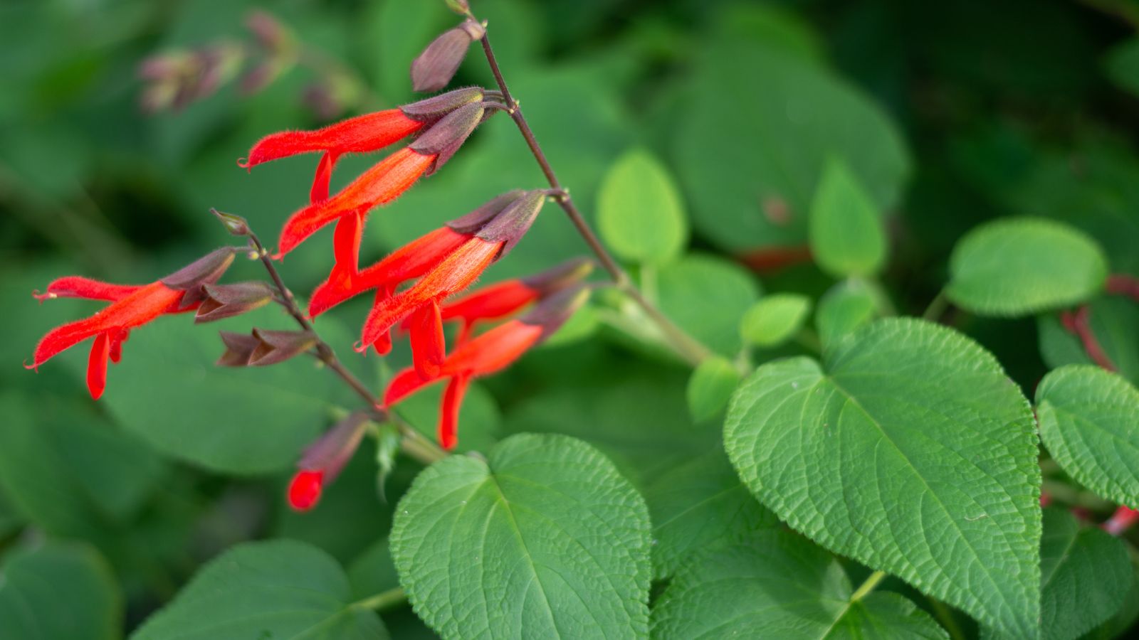 A close-up shot of broad green leaves and red flowers of he Salvia gesneriiflora