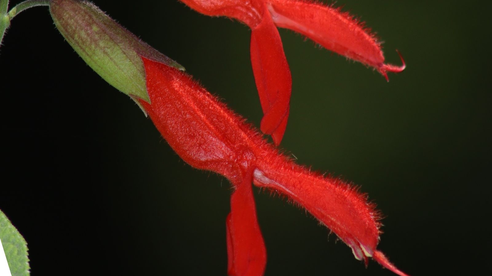 A close-up and macro shot of red colored flowers of the Salvia haenkei, showcasing its unique shape that resembles shrimp heads