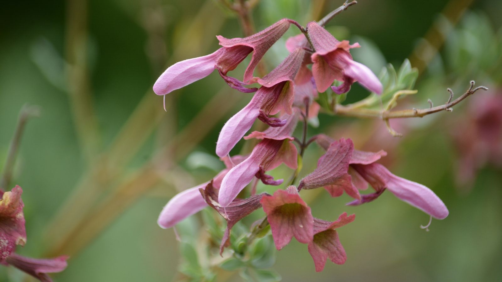 A close-up shot of light-pink colored flowers of the Salvia lanceolata