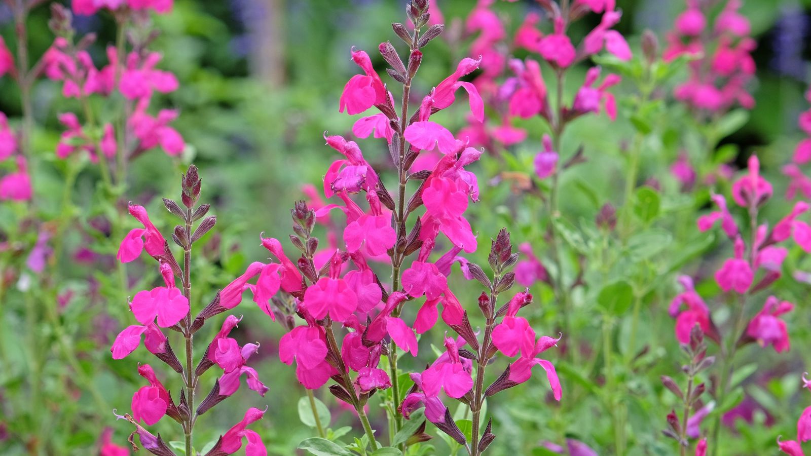 A shot of a composition of bright pink flowers stalks and green leaves of the Salvia microphylla