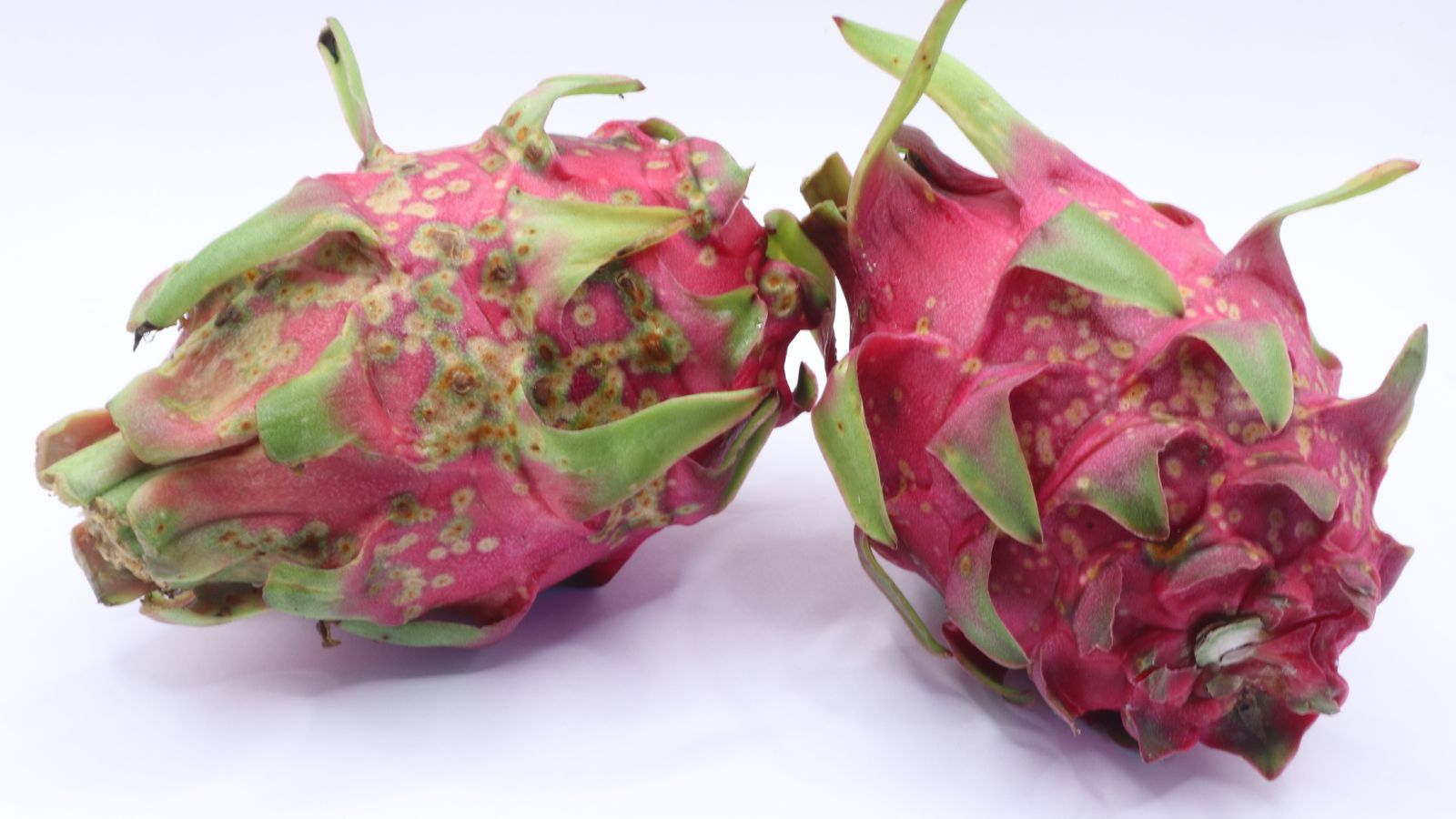 Spiky fruits with patches because of a disease, still having pink skin with green tips on each spike