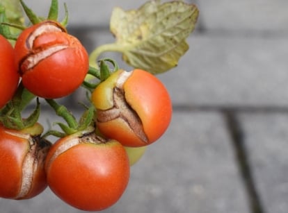 Understanding why do tomatoes split, showing a cluster of red round crops with the rock walk way appearing blurry in the background
