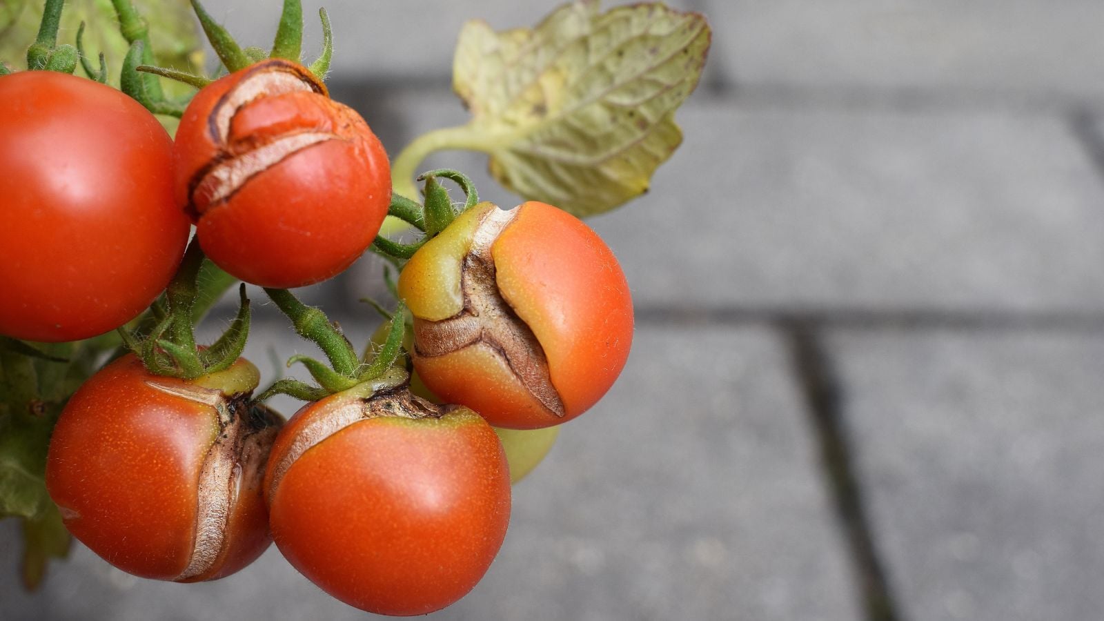 Understanding why do tomatoes split, showing a cluster of red round crops with the rock walk way appearing blurry in the background