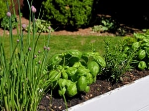 A white flower box with chives, basil, and rosemary, planted in dark soil.