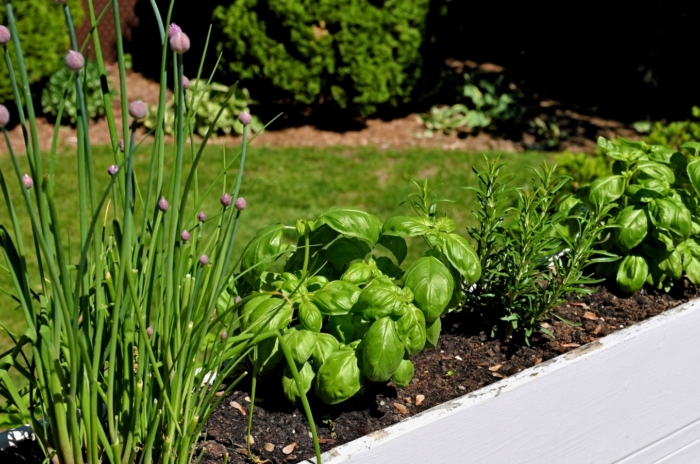 A white flower box with chives, basil, and rosemary, planted in dark soil.