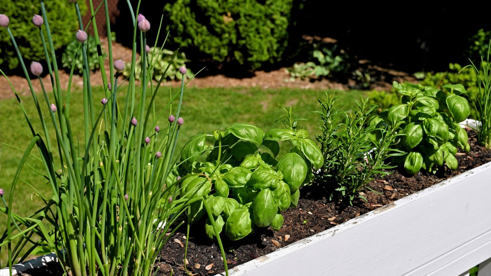 A white flower box with chives, basil, and rosemary, planted in dark soil.
