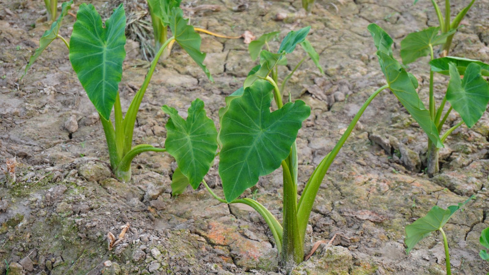 A close-up and overhead shot of a small composition of developing seedlings of a colocasia crop