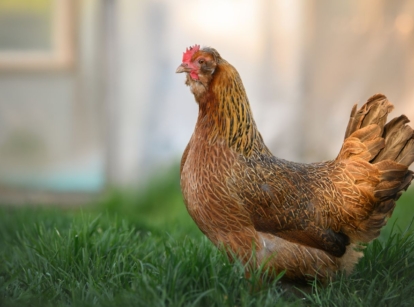 A close-up shot of a brown colored fowl walking on a large backyard area, showcasing how long do chickens live