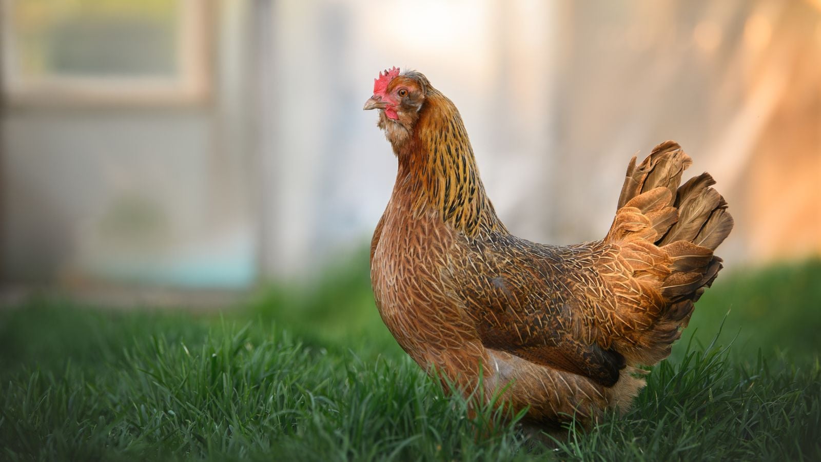 A close-up shot of a brown colored fowl walking on a large backyard area, showcasing how long do chickens live