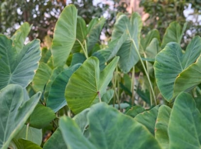 A close-up shot of a composition of large developing green leaves, on top of slender stems of the taro plant
