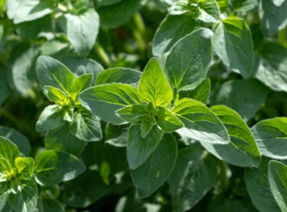 A close-up and overhead shot of a developing green aromatic herb, all basking in bright sunlight outdoors