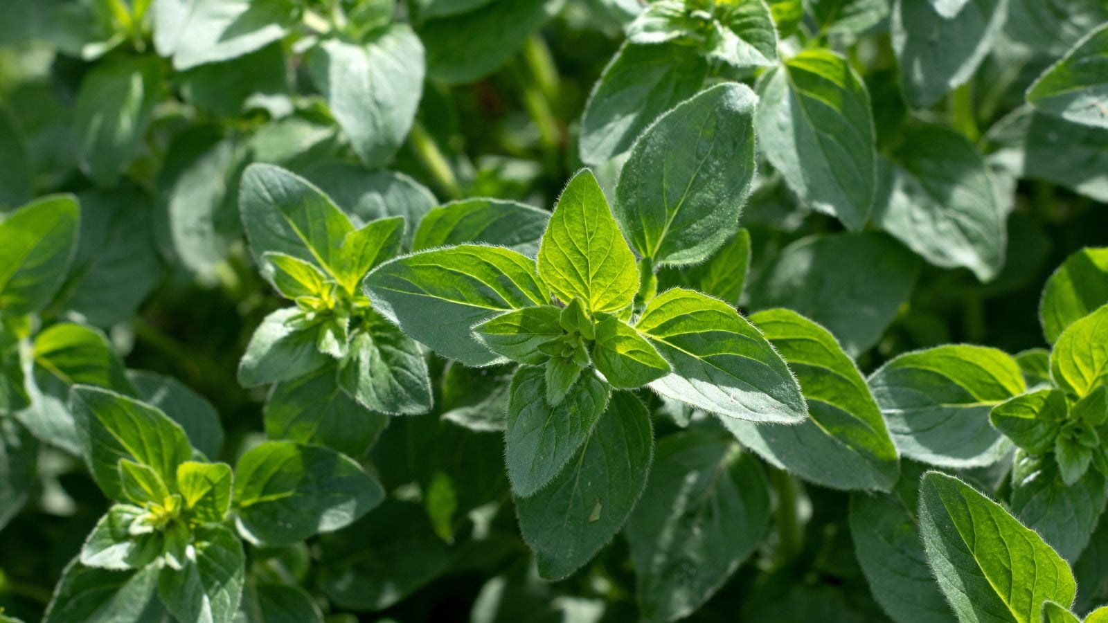 A close-up and overhead shot of a developing green aromatic herb, all basking in bright sunlight outdoors