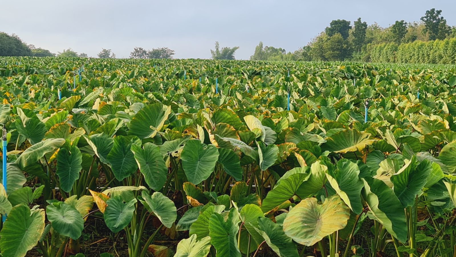 A close-up shot of a large composition of developing green leaves of the colocasia crop, all situated and basking in bright sunlight outdoors