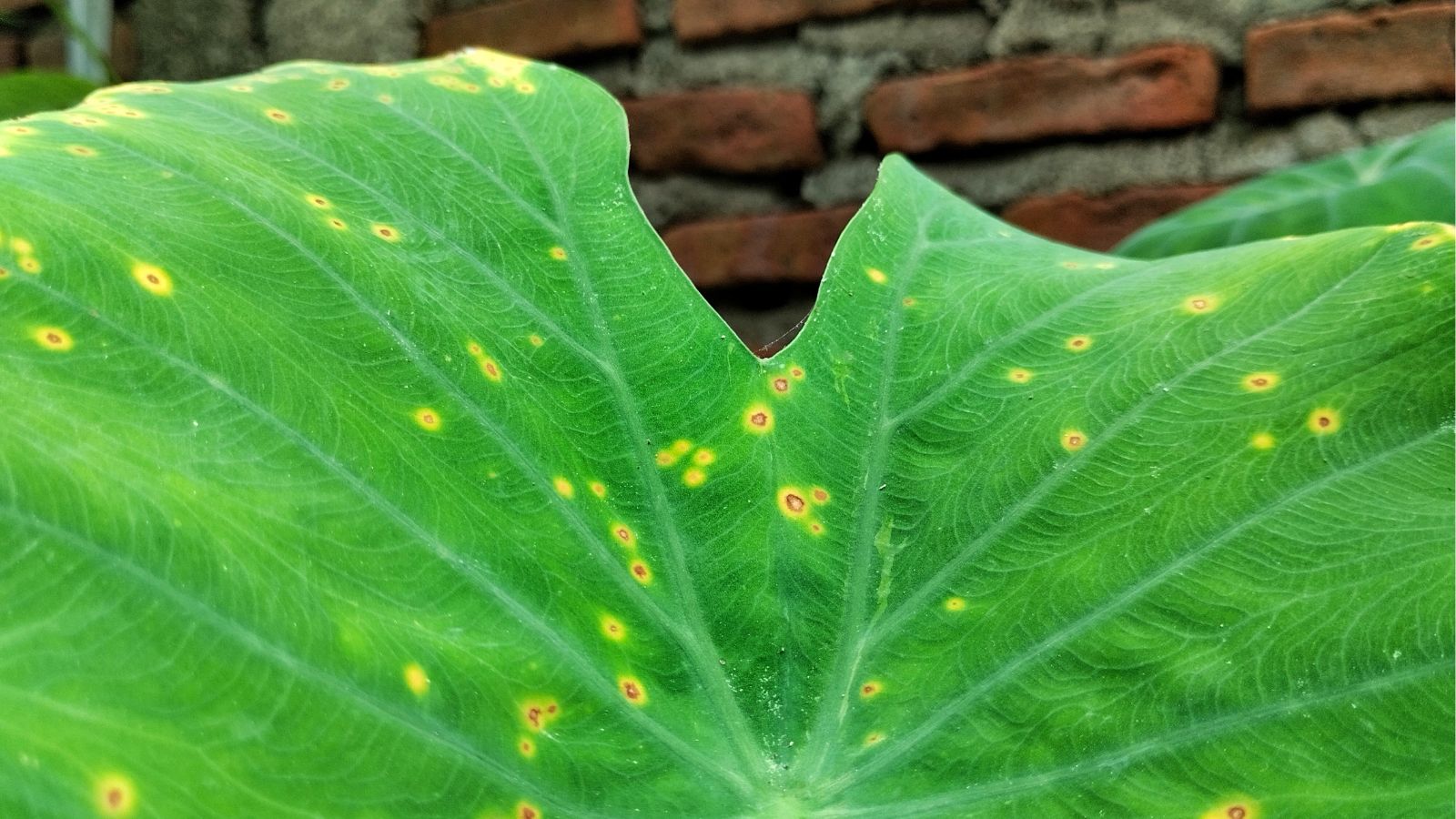 A close-up shot of a large green and diseased leaf of a colocasia, situated in a well lit area outdoors