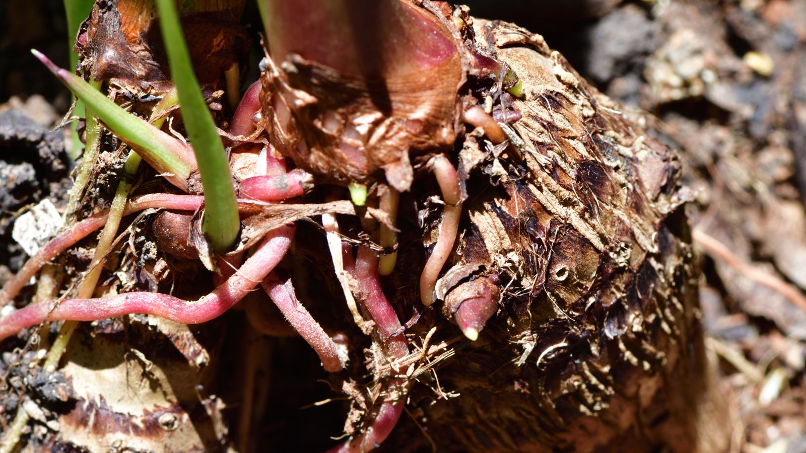 A close-up shot of a tuber of a colocasia crop, showing signs of new growth, covered in rich moist soil, all situated in a well lit area