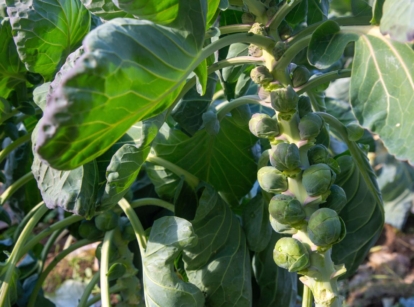 A close-up shot of several heads developing on thick stems with large green leaves, showcasing growing brussel sprouts