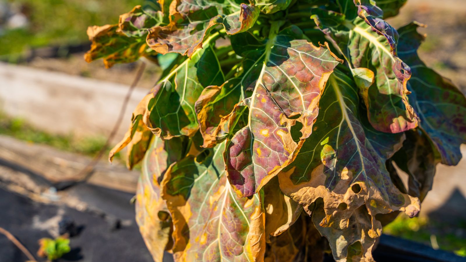 A close-up shot of yellowing, dried, and diseased leaves of a crop