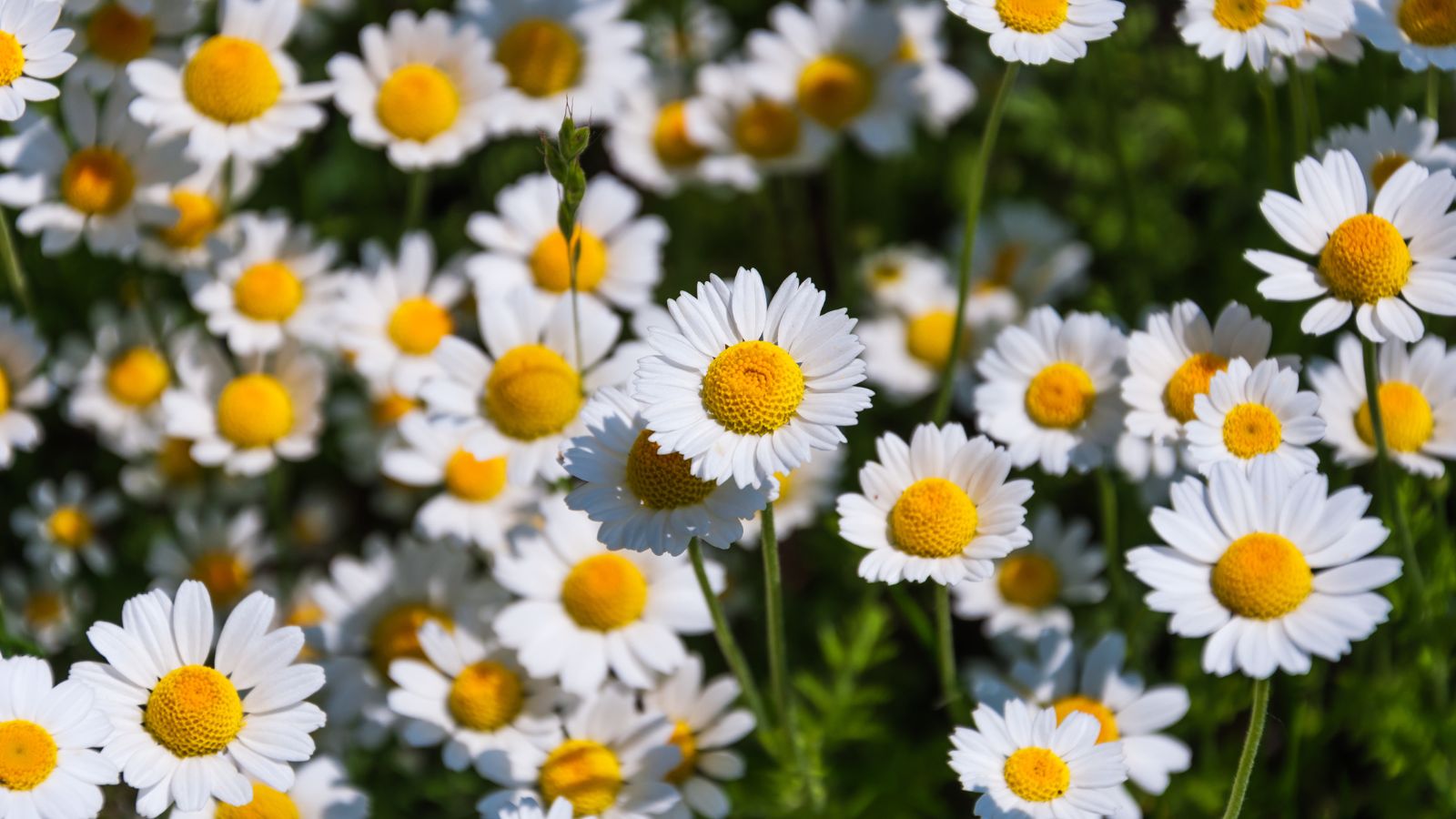 A shot of a small field of white daisy-like flowers showcasing growing chamomile