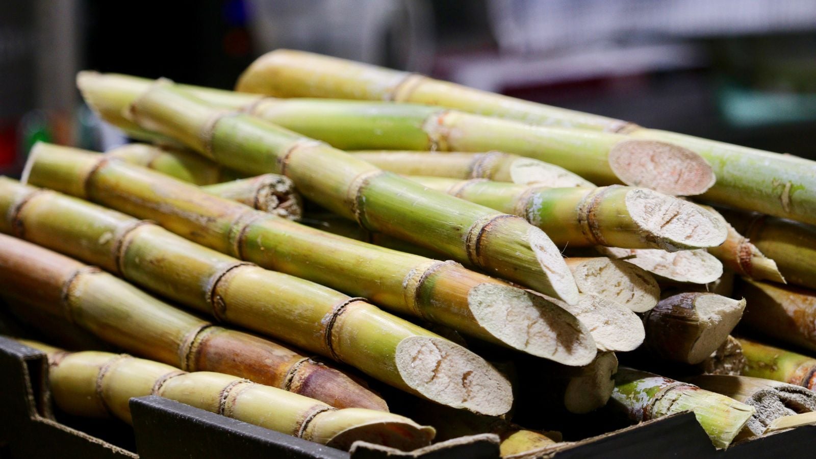 Freshly cut Saccharum officinarum placed in a pile, appearing to have green skin under the bright light
